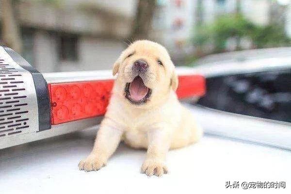 怎样训练狗狗不在家乱拉乱尿,狗狗最近在家乱尿是怎么回事