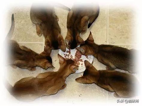 猫咪粪便检测出菌群超标,猫咪腹泻吐白色泡沫食欲还行