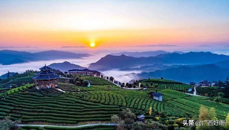 三江茶是什么茶种,三江茶非遗