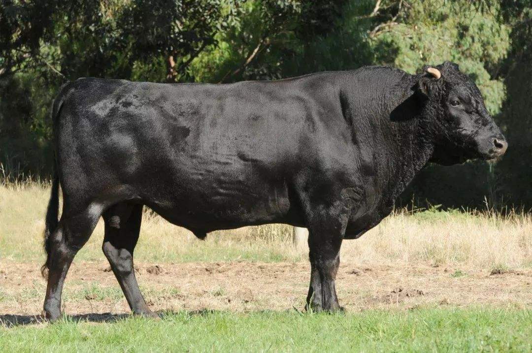 t骨牛排的来源,t骨牛排是西冷么