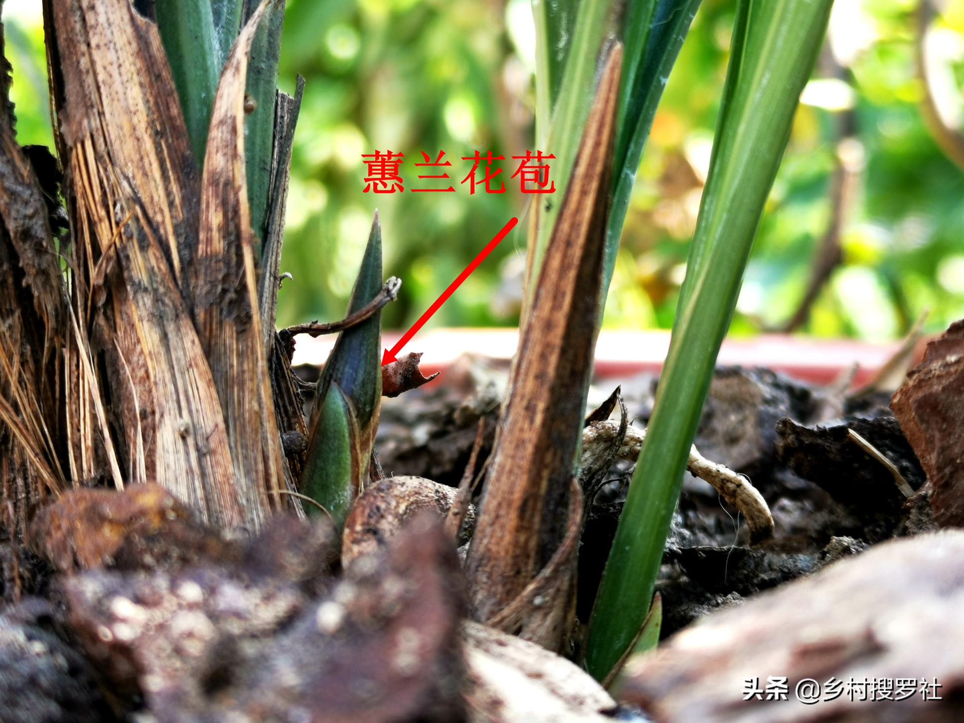 如何施肥让兰花开花快点,兰花长花苞的时候多久施一次肥