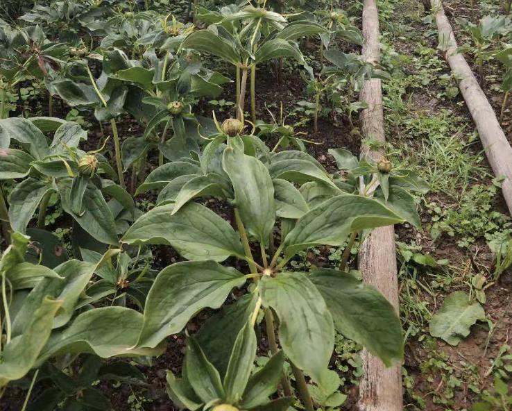 不起眼的1种野草,野草七叶一枝花图片