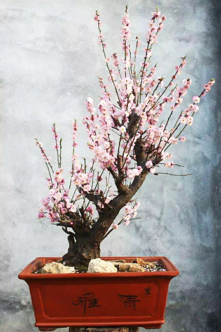 养梅花的技巧,寒梅的养殖方法