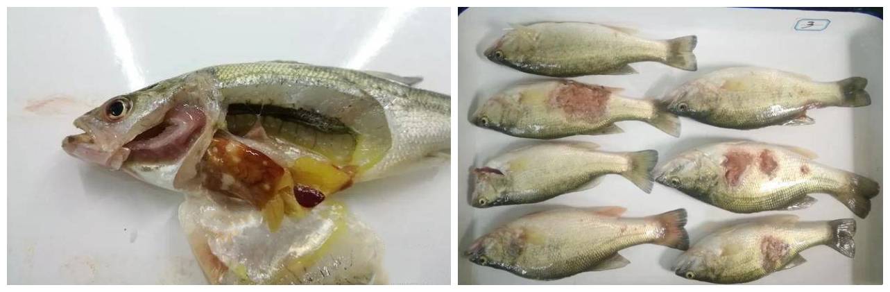 加州鲈鱼虹彩病毒症状及治疗方法