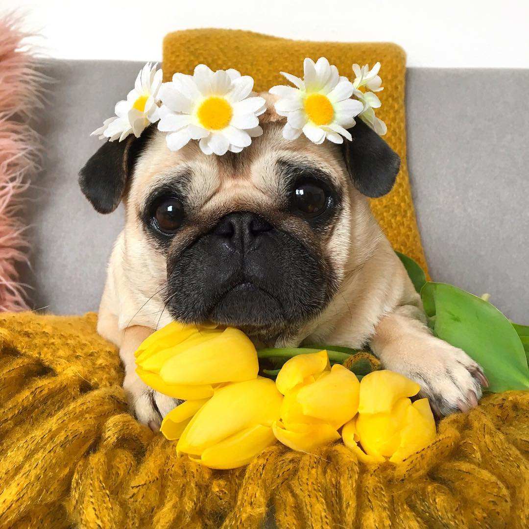 巴哥犬的耳朵总是很臭,巴哥犬天天洗澡身上臭怎么办