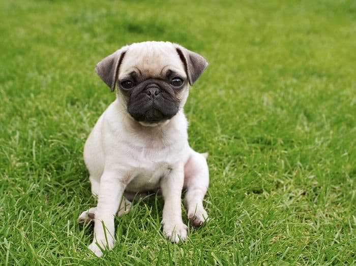 狗狗湿疹快好了是什么症状,狗狗身上的湿疹长什么样