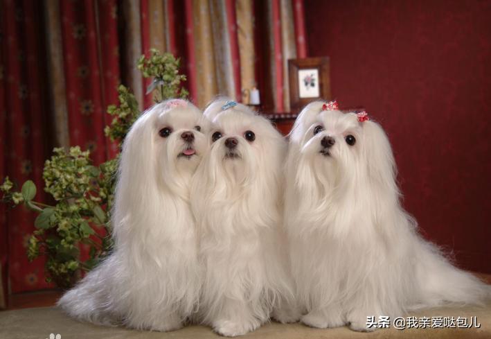 小型狗品种大全推荐,小型狗的品种大全图解