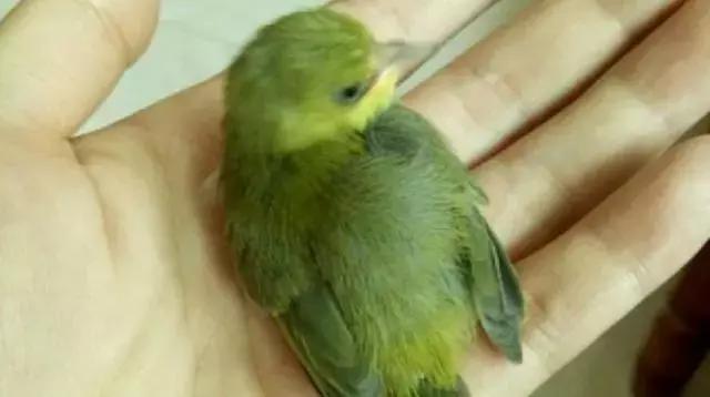 如何养好绣眼幼鸟,怎么样才能养好绣眼