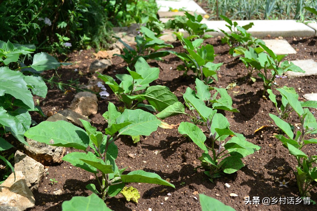 各种蔬菜种植时间表辣椒,各种蔬菜的种植时间和方法陕西