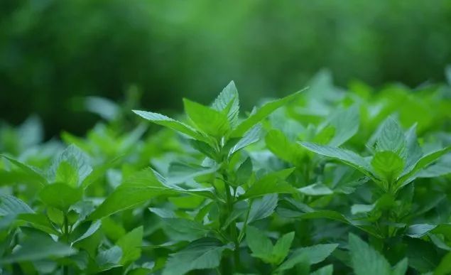 驱蚊草真的可以驱蚊子吗,驱蚊草能治蚊虫吗