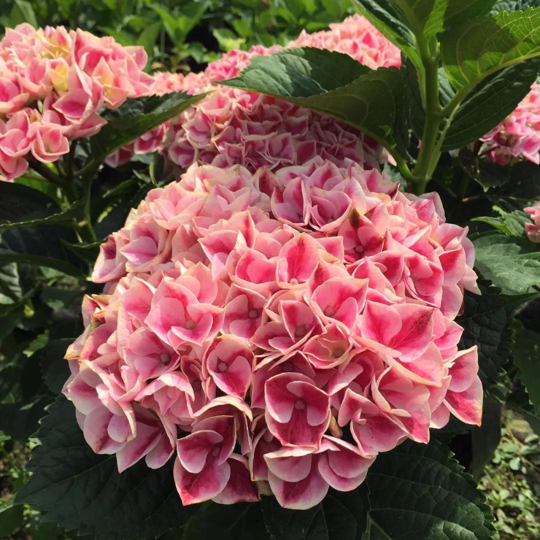 一加仑绣球长几年能长大,绣球扦插苗如何让其快速长大