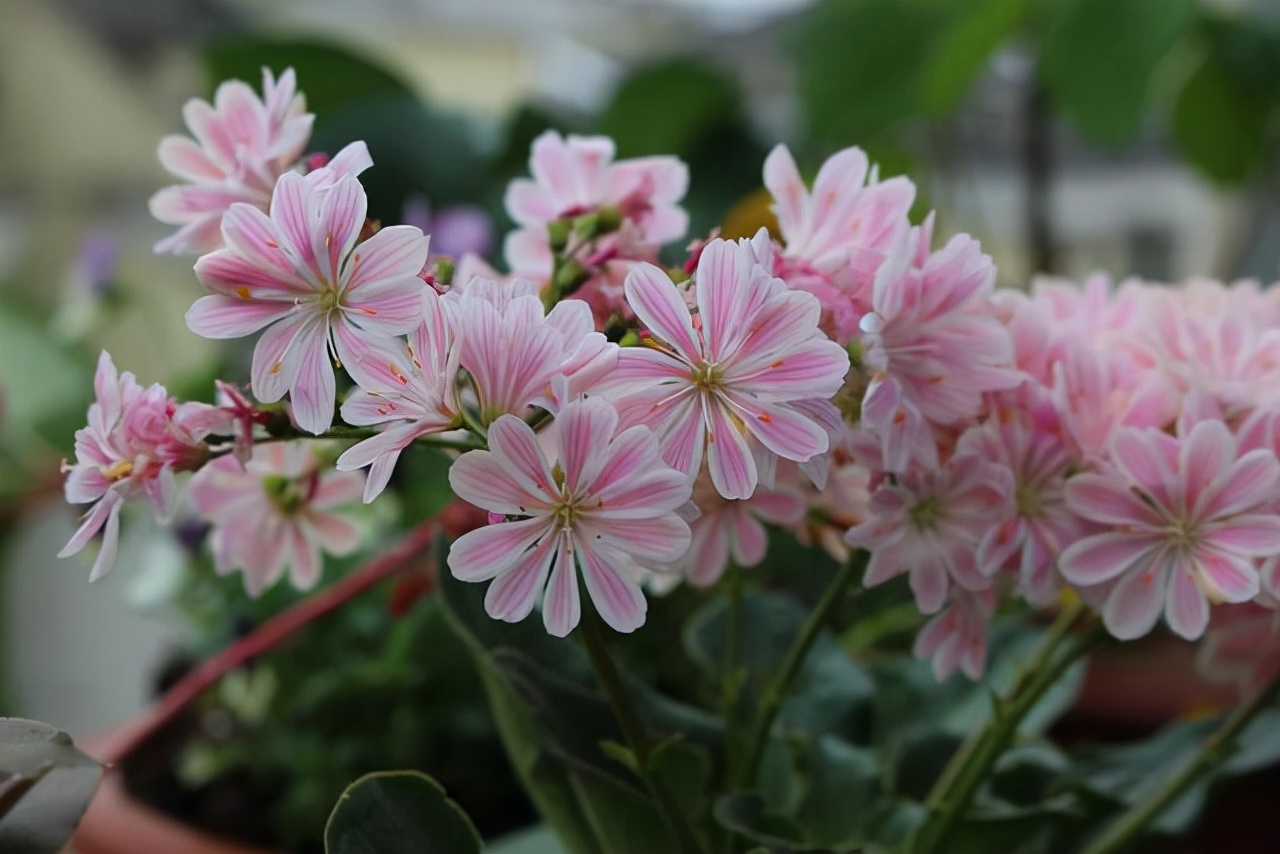 10月以后养什么花,这几种花省心省力养花新手看过来
