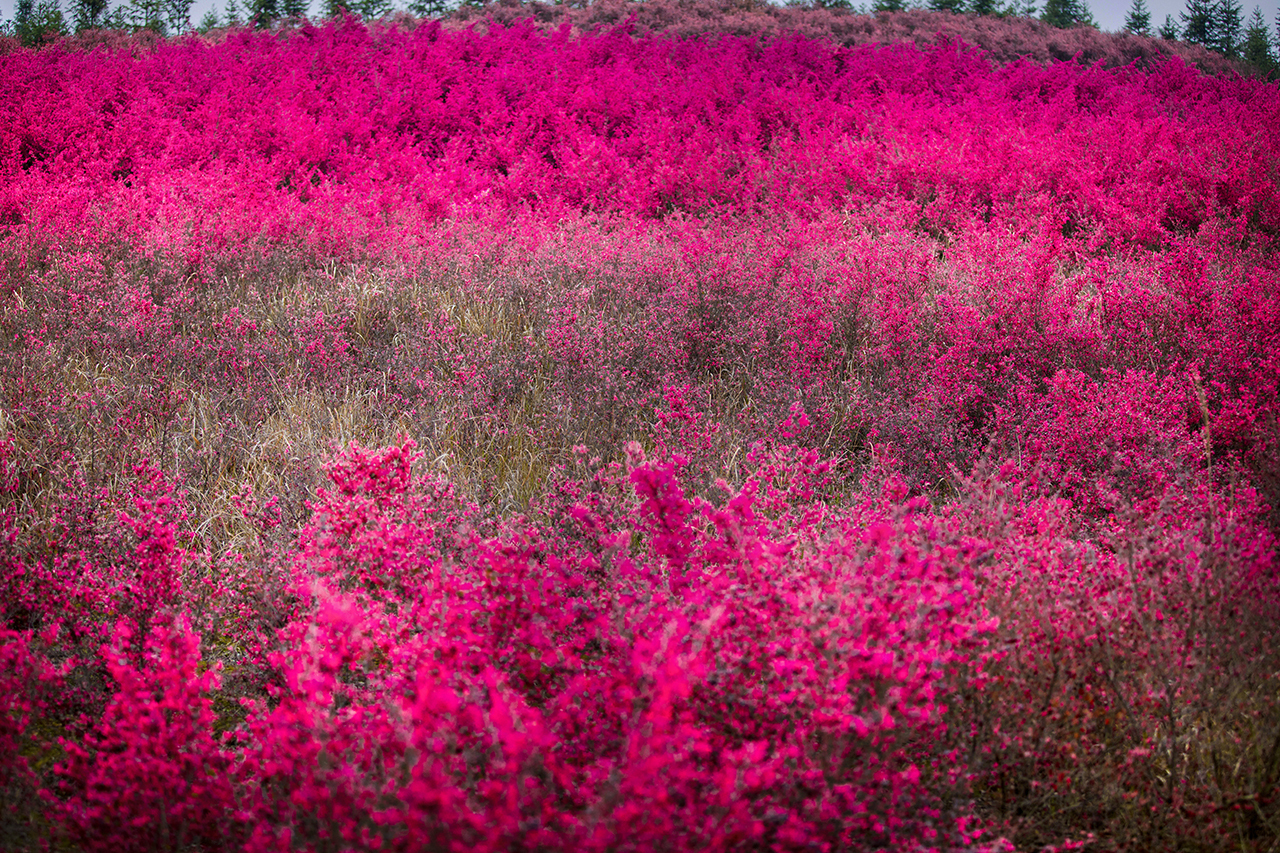 如何选择家中花卉植物盆栽,家庭常见的盆栽花卉的养护与管理