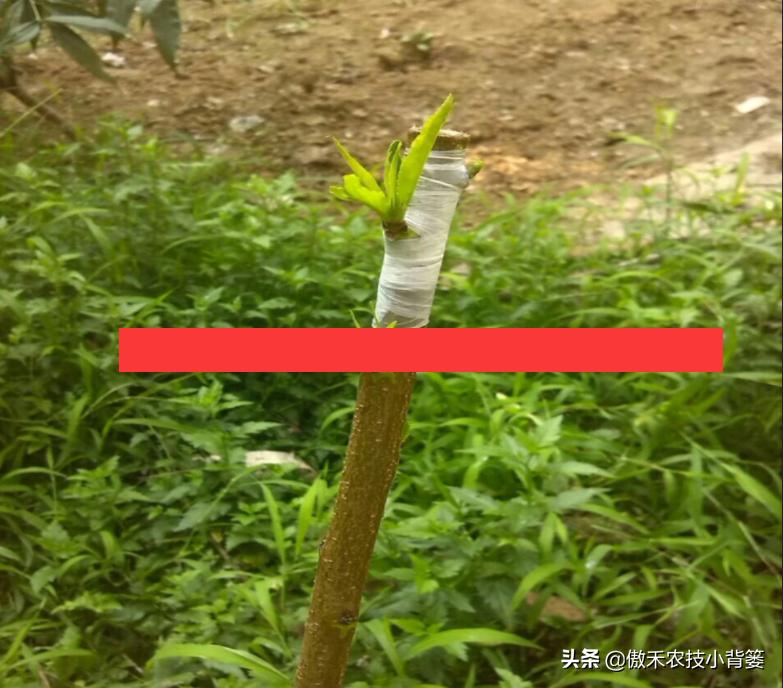 紫叶矮樱做砧木可嫁接红叶桃树,杏树砧木嫁接桃树多长时间能成活