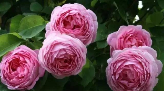 100种玫瑰图片大全,100种玫瑰鲜花你认识吗