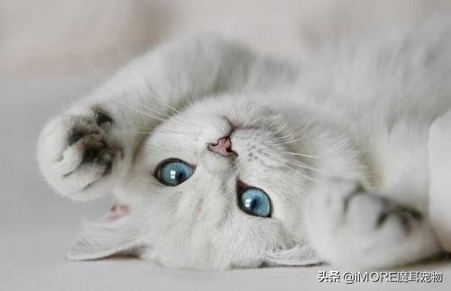 辟谣!棉签可以让母猫停止发情?铲屎的,我建议你住手