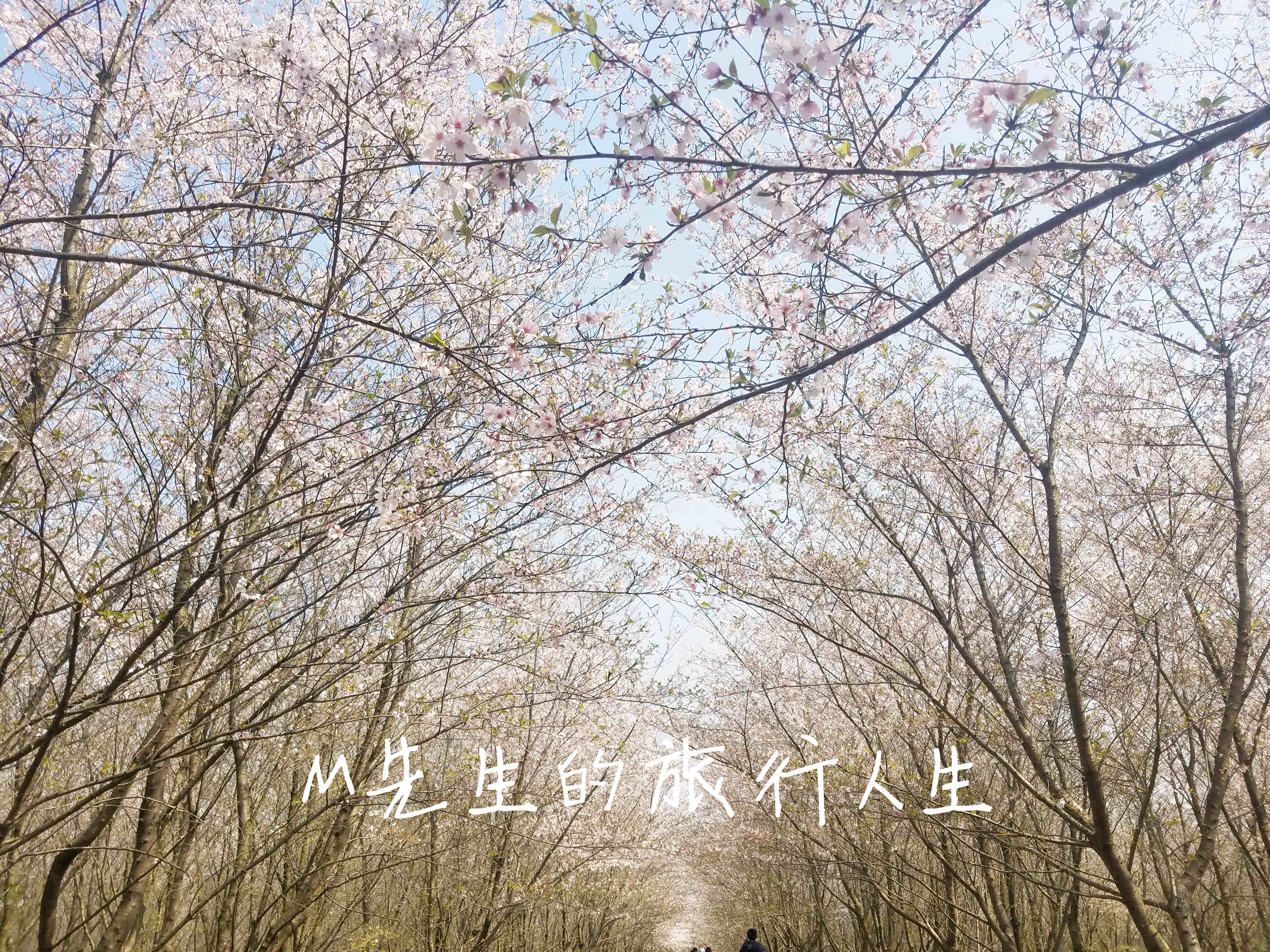 安徽郎溪的千亩樱花林，不逊色于无锡鼋头渚和上海的新赏花处