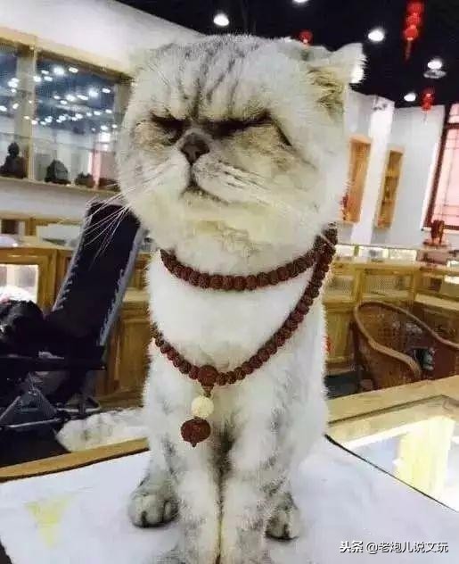 冬天了宠物这一身长毛千万别浪费，手串盘起来！