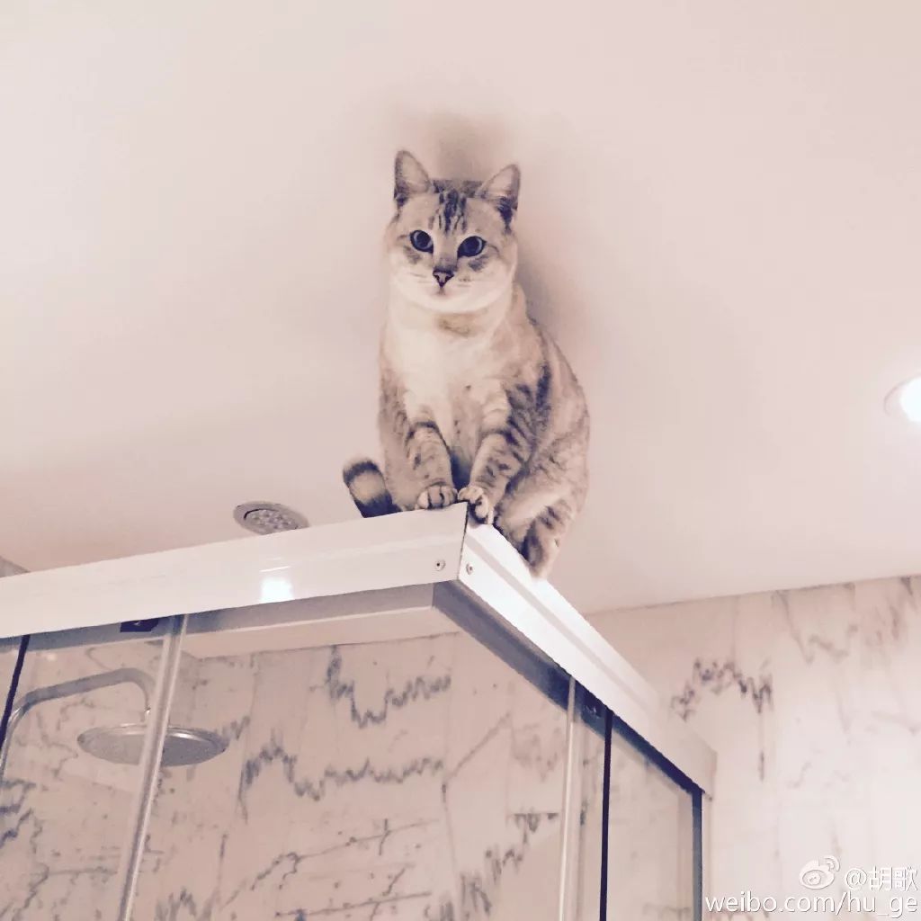 胡歌彭于晏和我,胡歌我和我的父辈