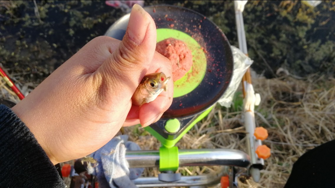 钓鱼闹小鱼技巧,钓鱼怎样防小鱼闹窝