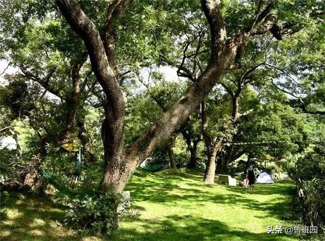 奥氏黄檀和微凹黄檀,奥氏黄檀原木