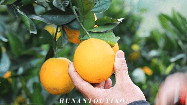 超爽福利暴击！高山神秘“金疙瘩”,甜蜜你的冬天