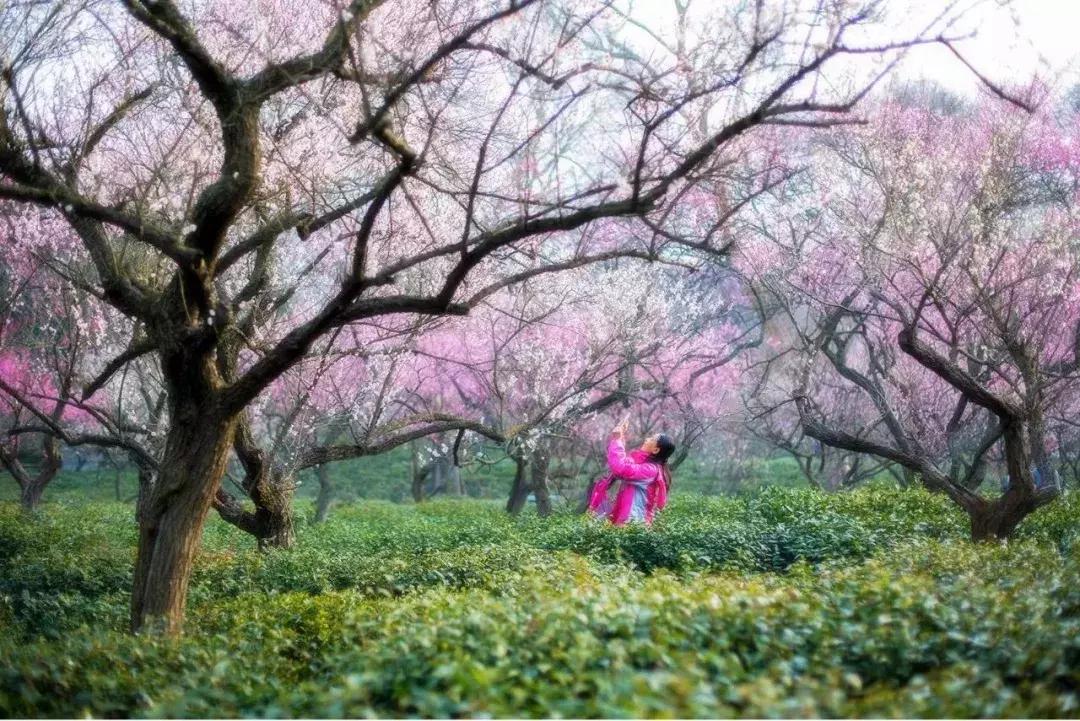 闻香寻梅最新图片,闻香寻梅最新视频
