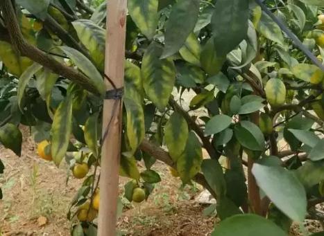 柑橘叶片发黄是什么原因引起的,柑橘落叶叶片发黄主要是根系不好