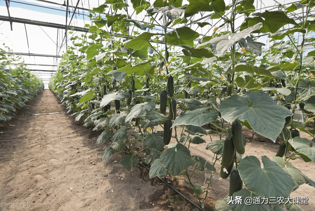 黄瓜夏季喷施座果灵,黄瓜几天一浇水