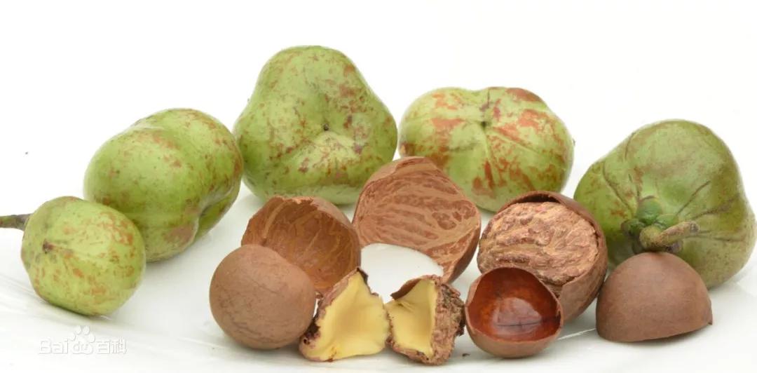 山茶油和茶树油有什么区别,山茶油很多是假的吗