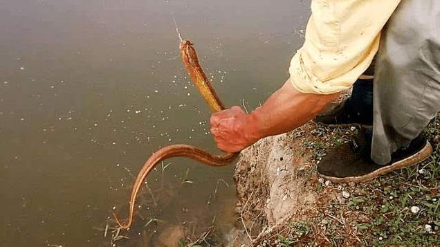 在鱼塘钓鱼很多但是钓不着,在鱼塘钓鱼鱼不吃食怎么办