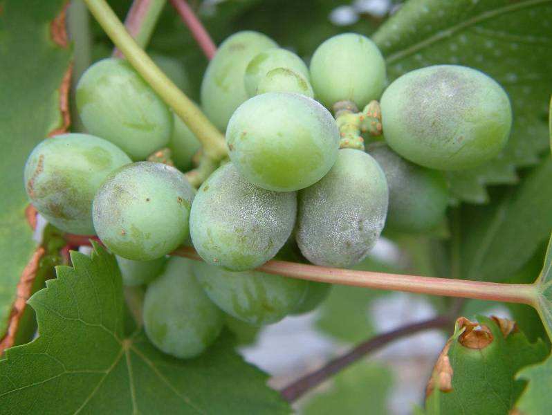 露天葡萄进入幼果期，霜霉病发生严重？转变思路，提早预防很关键