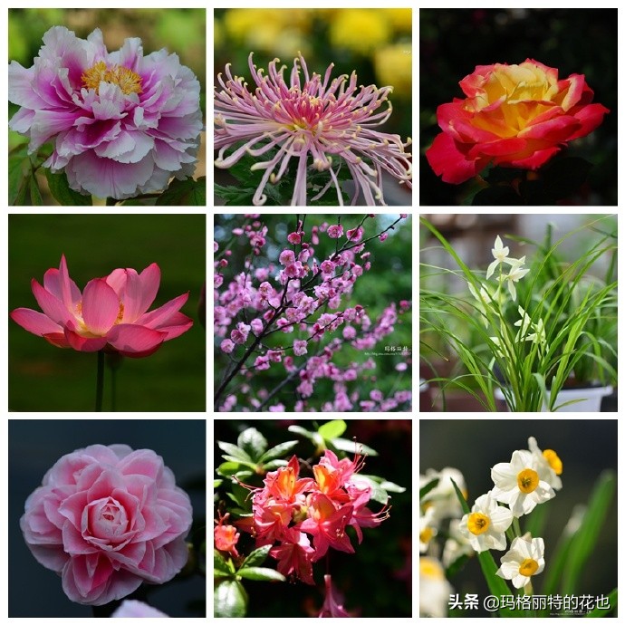 历史悠久的十大名花（海量美图），你选哪个做国花？