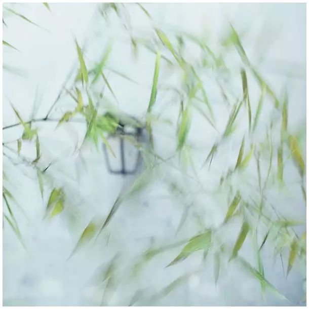 小林｜常恐秋风早，飘零君不知