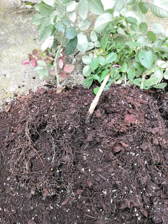 换盆黄叶掉叶,黄叶换盆最佳时间