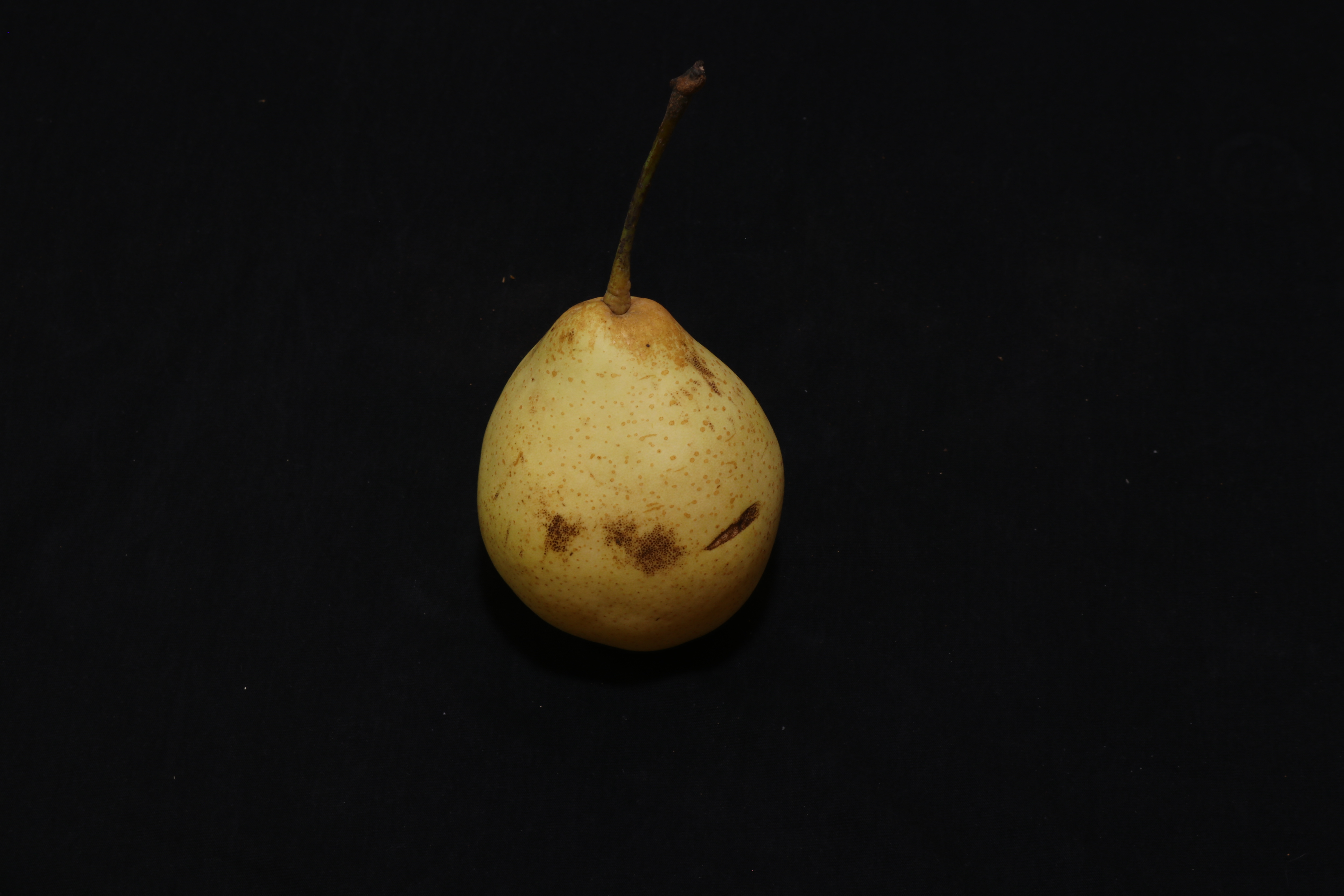 原产我国的古老水果“梨中元老”鸭梨，为什么没有日本梨受欢迎？