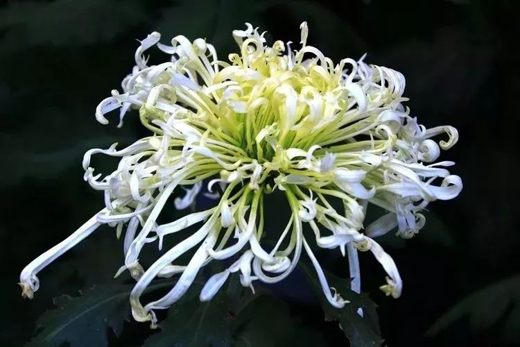 花中四君子菊花,花中四君子菊花的简介