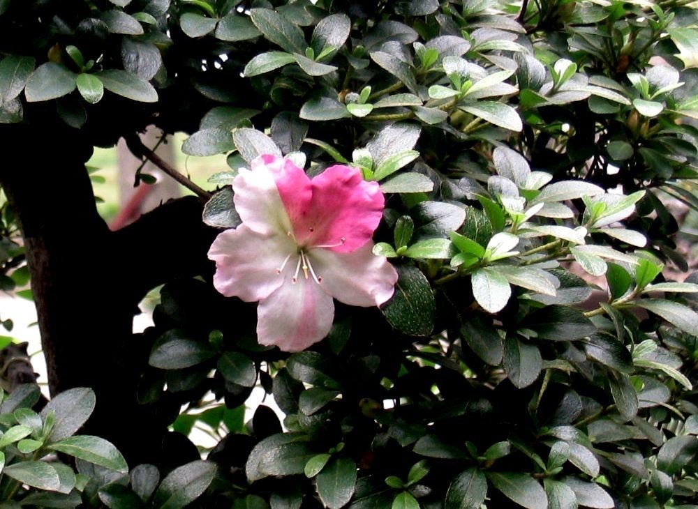 养好杜鹃花用什么土最好,养好杜鹃花的视频