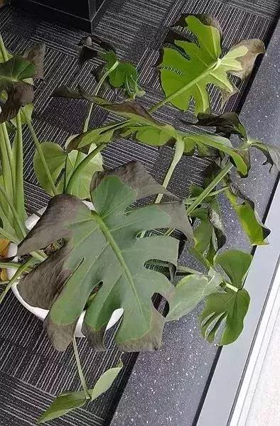 四季常青豆瓣绿能吸甲醛吗,绿色的绿植净化甲醛