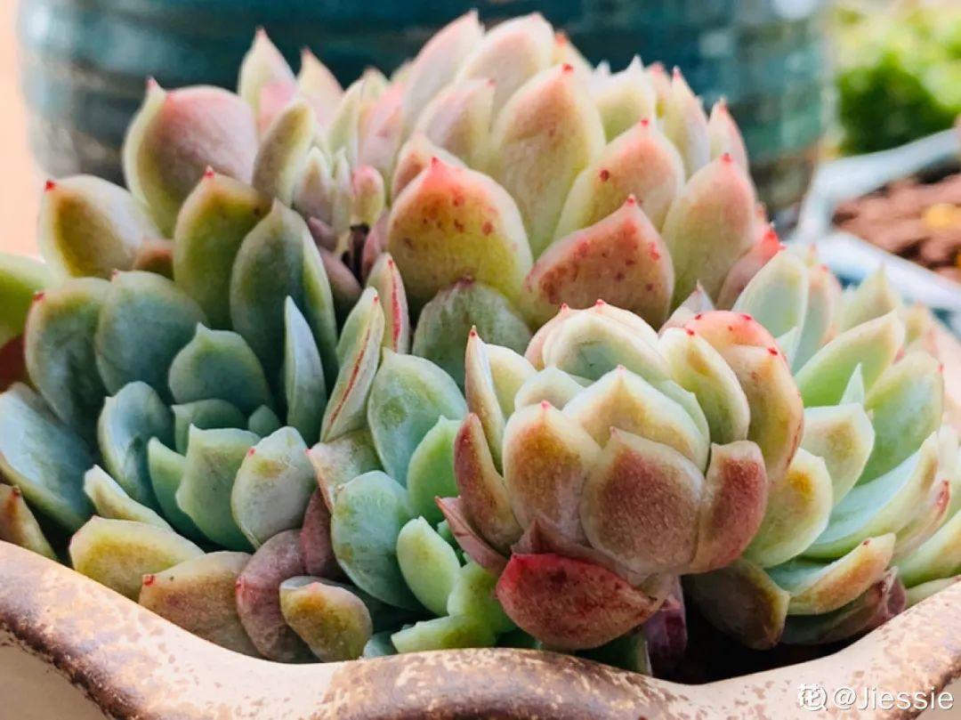 耐寒又好养的香水花,家里可以养法国香水花