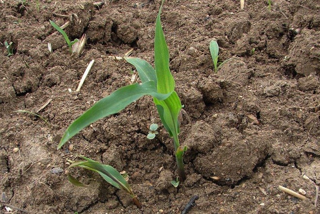 玉米苗期长势大小不一，刚出苗和5叶期同时存在，如何喷施除草剂