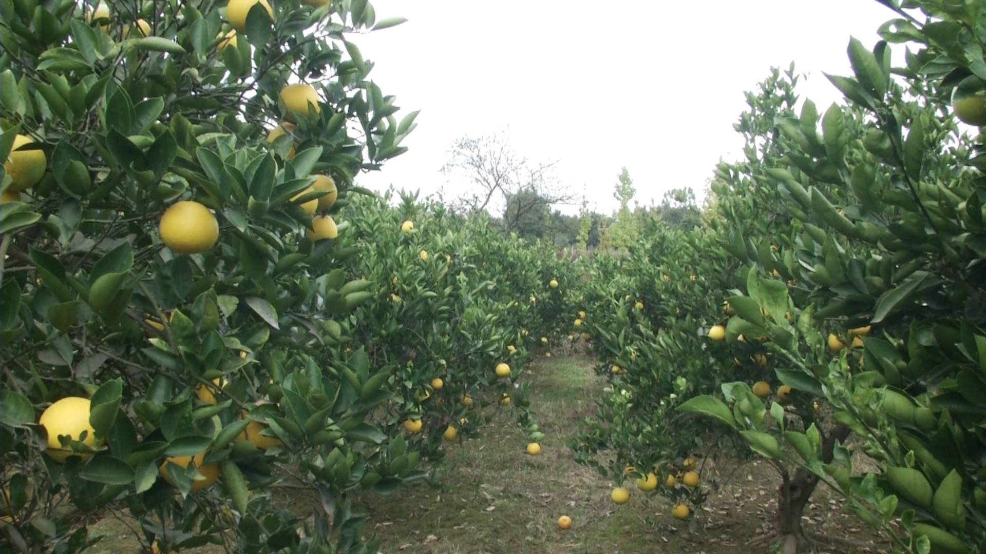 七旬老两口一生只种这种柚子,甜中带酸还能治病!市场行情怎么样?