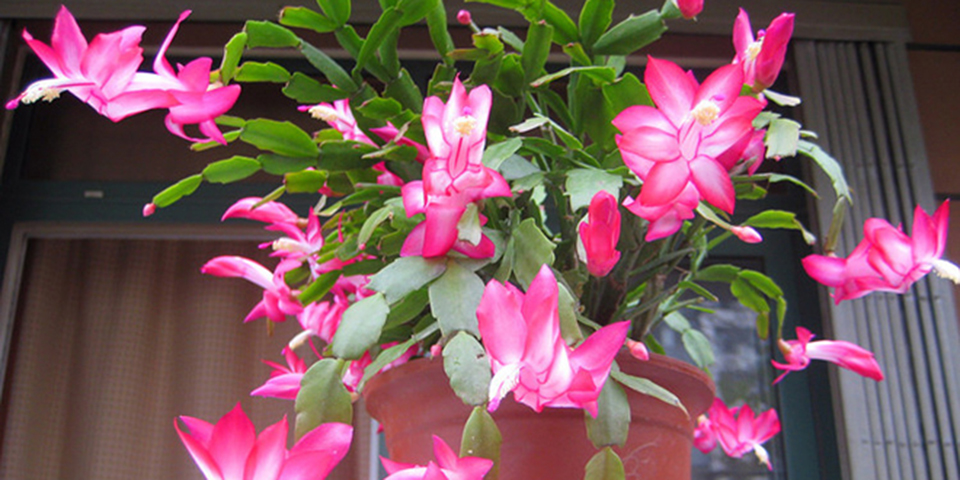 蟹爪兰盆栽小苗,蟹爪兰花盆大点好还是小点好