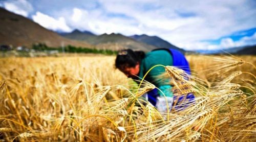 青海青稞丰收,青海沙棘丰收