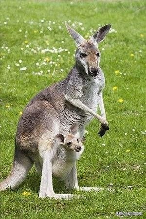 澳大利亚国宝袋鼠是超雄吗,澳洲袋鼠国宝