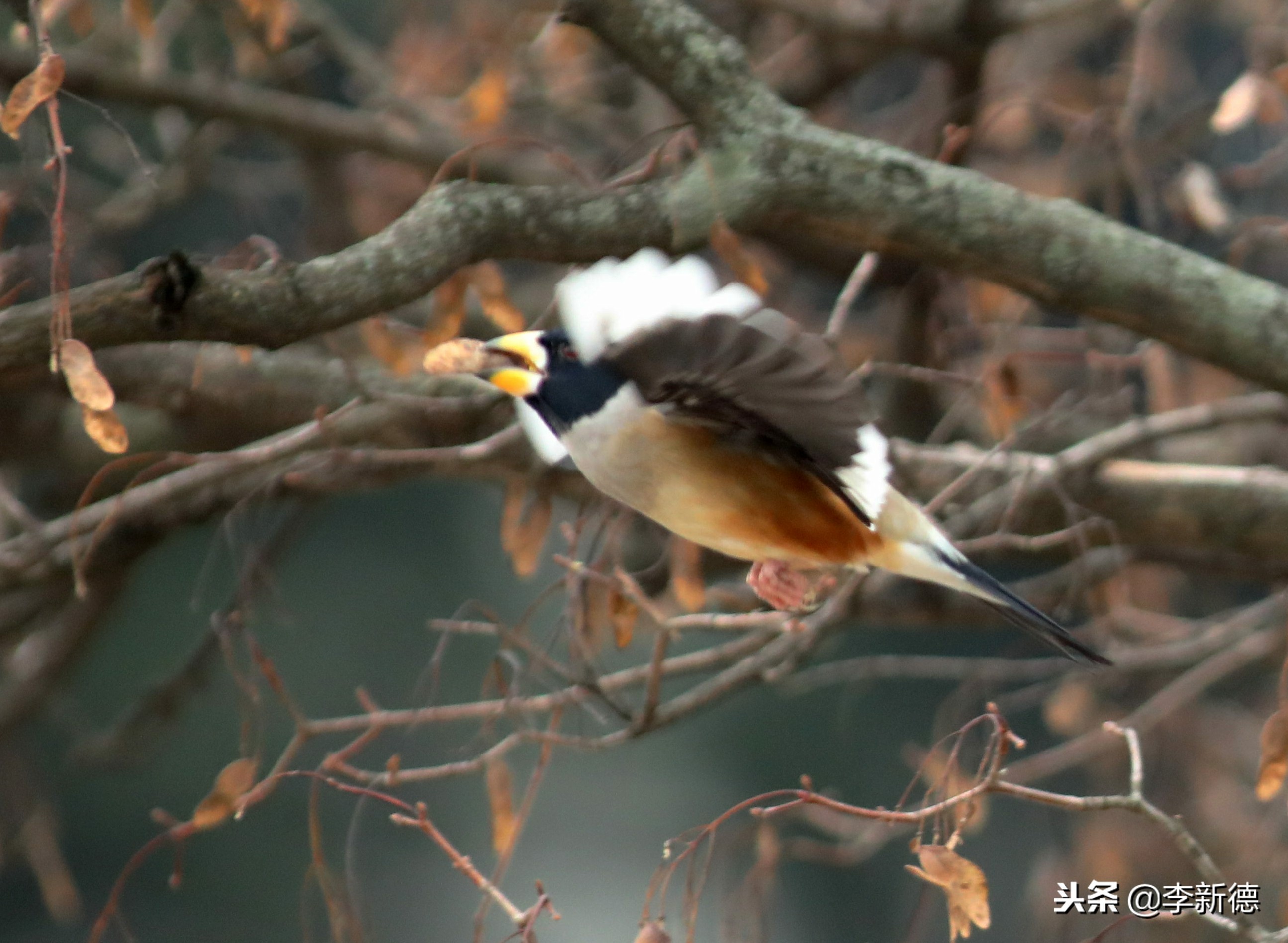 安徽铜嘴鸟,合肥拍鸟视频大全