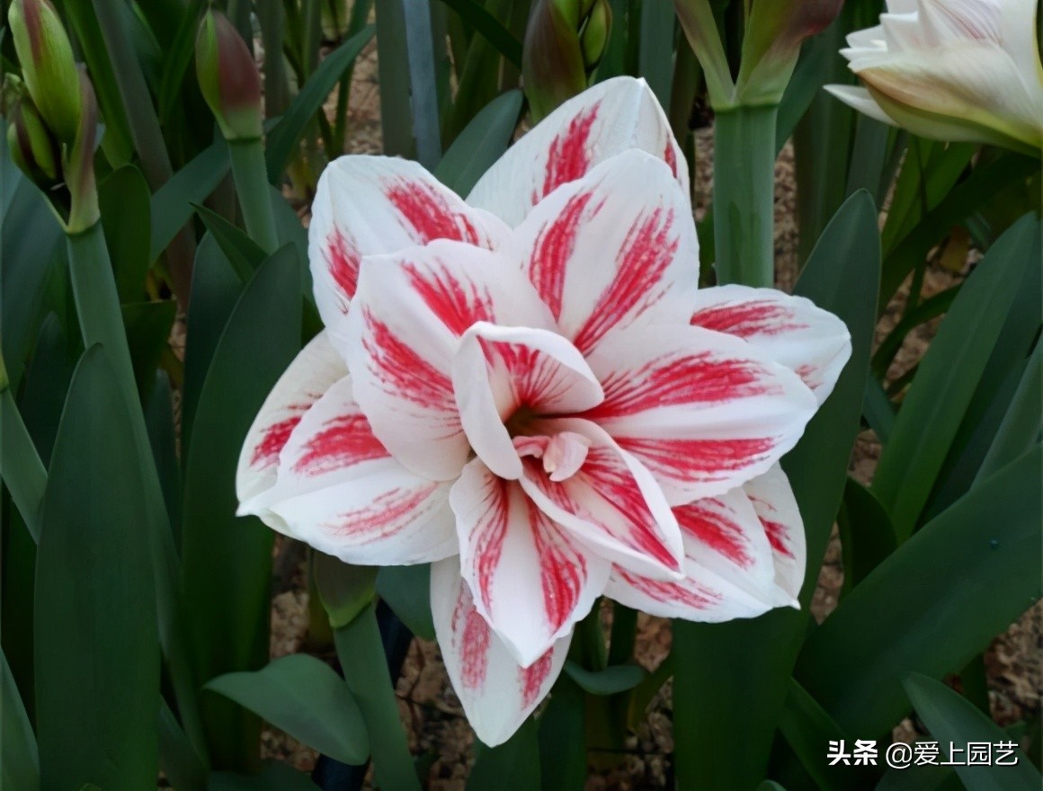 鏈遍《绾㈠井淇＄兢,鏈遍《绾㈢兢