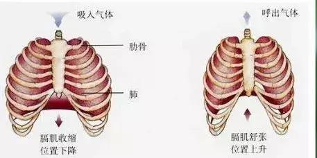 初中生物七年级下册知识点讲解,初一下册生物重点复习初中生学习