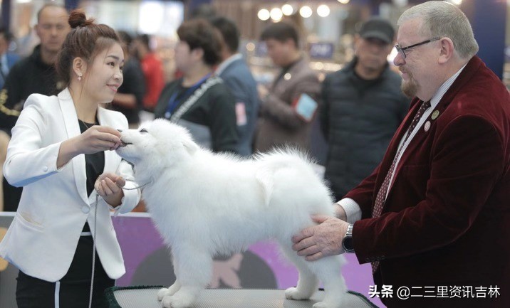 2018年cku全犬种中国展,cku吉林犬展