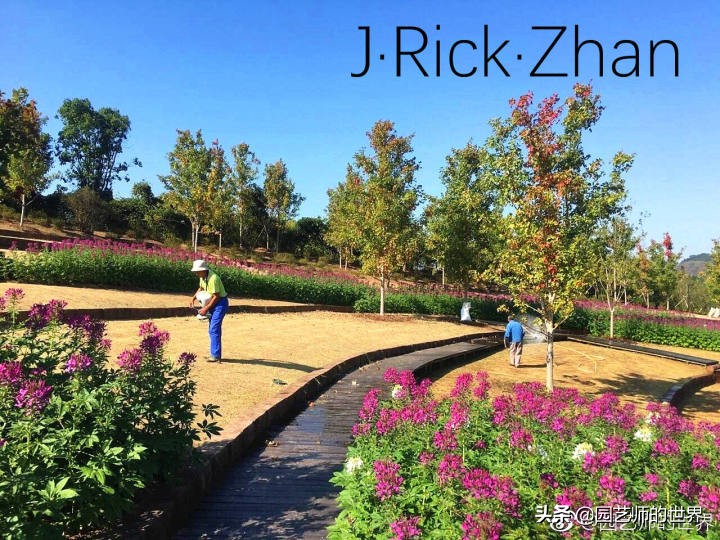 果岭草坪的种植养护方法及技巧,怎么种植一个可以躺的草坪